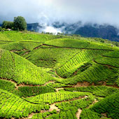 munnar travel agency